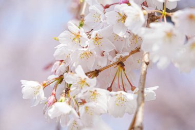 Bahar çiçekleri Bahçede çiçek açan kiraz ağacı.