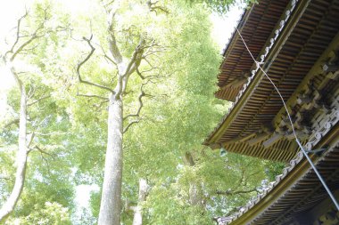 Japonya 'daki güzel tarihi ve dini mimari