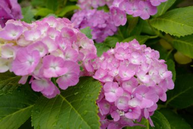 Bahçedeki menekşe güzel çiçekler