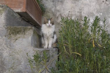 Caddedeki sevimli kedi, gündüz manzaralı. 