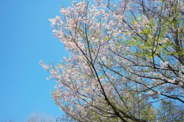 Bahar çiçekleri Bahçede çiçek açan kiraz ağacı.
