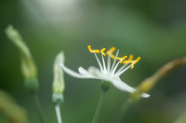 Bulanık arkaplanda beyaz bir çiçeğin kapağını kapat