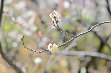 İlkbaharda ağaçların dallarında açan beyaz çiçeklere yakın.