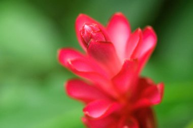 Bahçedeki kırmızı çiçek