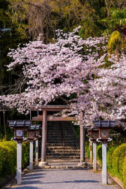 Japonya 'da kiraz ağaçları çiçek açar 