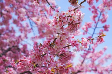 Japonya 'da kiraz çiçeği.