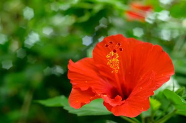 Kırmızı Hibiscus bahçede.