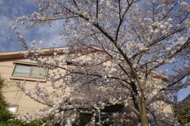 Tokyo, Japonya 'da özel demiryolu operatörü Tokyu Corporation tarafından işletilen bir tren istasyonu olan Den-en-chfu İstasyonu' nun bahar manzarası.