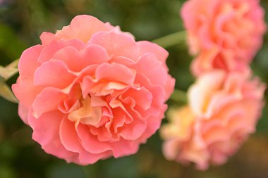 Bahçedeki güzel güller, rengarenk baharda çiçek açıyor, kapat.