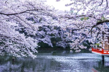 Bahar parkında güzel pembe sakura çiçekleri 