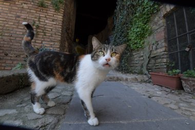 Caddedeki sevimli kedi, gündüz manzaralı. 