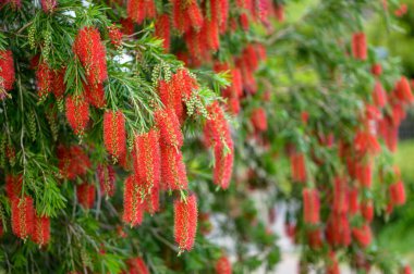 Bahçede yetişen güzel çiçekler