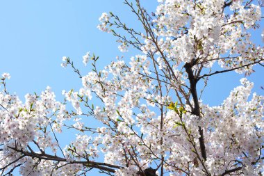 İlkbaharda açan ağaçların çiçeklerini kapat.