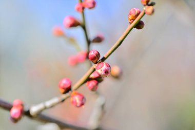 Sakura bahar çiçekleri, kiraz çiçekleri