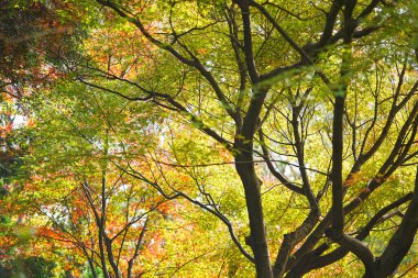 Parkta sonbahar yaprakları