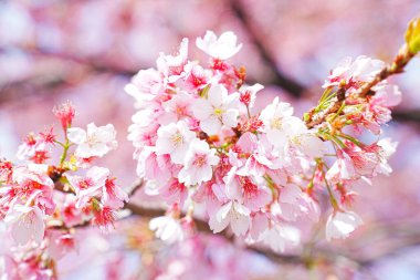 Dallarında pembe çiçekler açan güzel bir ağaç.