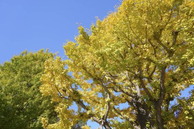 Renkli sonbahar yaprakları, sonbahar mevsimi ve yapraklar   