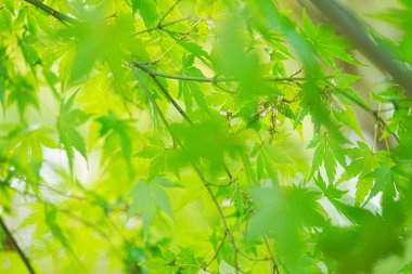 Parkta güzel yeşil yapraklar