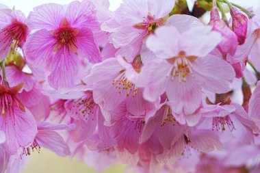 Dallarında pembe çiçekler açan güzel bir ağaç.