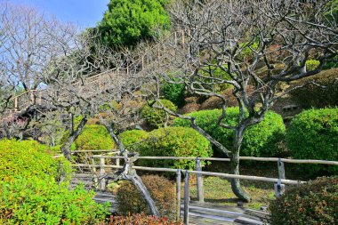 Japon parkında gündüz vakti yeşil ağaçlar ve bitkiler