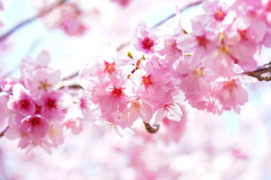 Japonya 'da kiraz çiçeği.