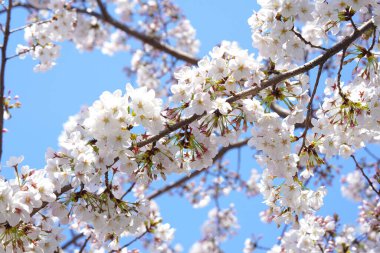 İlkbaharda açan ağaçların çiçeklerini kapat.