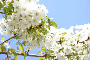 İlkbaharda açan ağaçların çiçeklerini kapat.