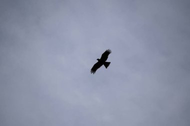 Gökyüzündeki güzel kartal