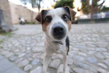 Sokakta şirin bir köpek, gündüz manzaralı. 