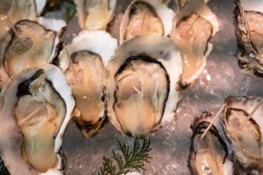 Buzlu taze istiridye, deniz ürünleri arka planı.