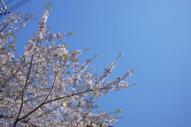 Bahar çiçekleri Bahçede çiçek açan kiraz ağacı.