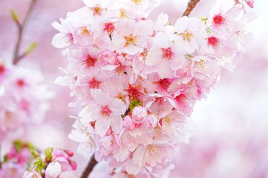 İlkbaharda kiraz çiçeği