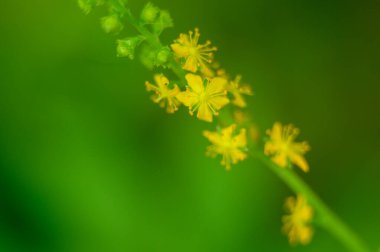 Yeşil arka planda sarı çiçekler