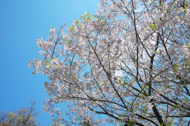 Bahar çiçekleri Bahçede çiçek açan kiraz ağacı.