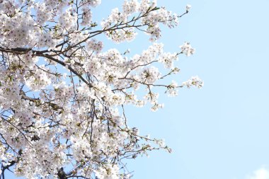 İlkbaharda açan ağaçların çiçeklerini kapat.