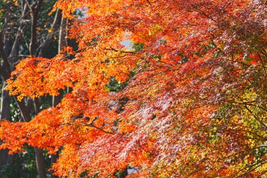 Japonya'da sonbahar renkleri