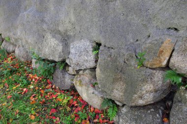 Sonbaharda eski taş duvar ve bitkiler