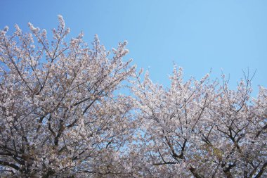 Bahar çiçekleri Bahçede çiçek açan kiraz ağacı.