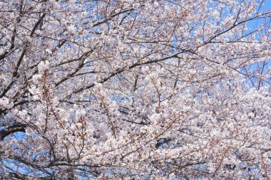 İlkbaharda açan ağaçların çiçeklerini kapat.