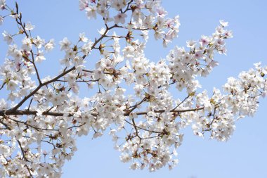 güzel kiraz ağacının baharda çiçek açan.
