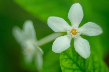 Bahçedeki güzel beyaz çiçekleri kapat.