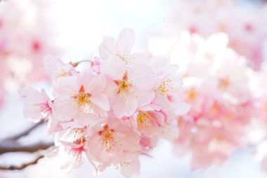 Sakura bahar çiçekleri. Bahçede çiçek açan kiraz ağacı.