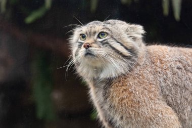 Kum kedisi (Felis margarita), kumlu ve taşlı çöllerde yaşayan küçük vahşi bir kedi.
