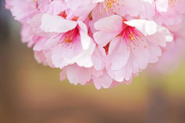 Sakura bahar çiçekleri. Bahçede çiçek açan kiraz ağacı.