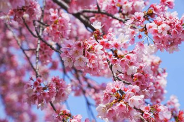 Japonya 'da kiraz çiçeği.