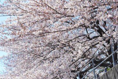 İlkbaharda açan ağaçların çiçeklerini kapat.