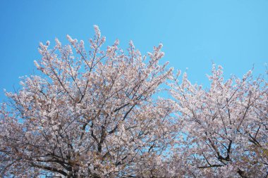 Bahar çiçekleri Bahçede çiçek açan kiraz ağacı.