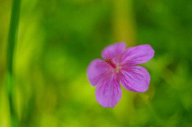 Yeşil arka plan üzerinde güzel mor çiçek