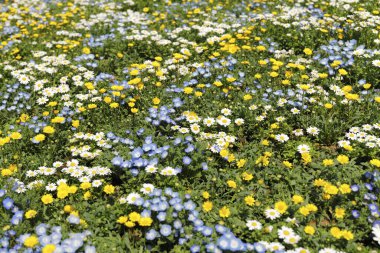 Bahar bahçesinde açan güzel çiçeklerin yakın görüntüsü.