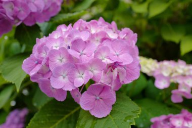 Bahçedeki menekşe güzel çiçekler